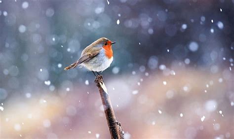 Robin Bird Wallpaper Hd