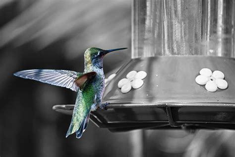 Hummingbird Wings II Photograph by Linda Dunn - Fine Art America