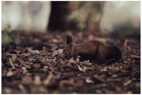 Premium Photo | Squirrels food feeding - feeding behaviour