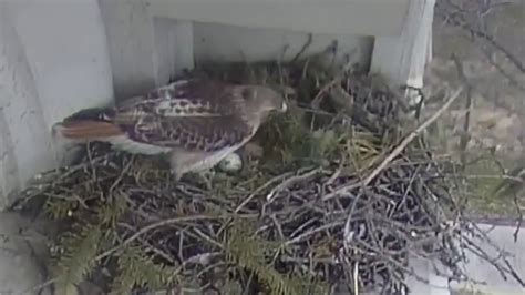 Red-tailed hawk nest cam at Syracuse University - YouTube