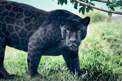 Logran fotografiar a un leopardo negro en India | Bioguia