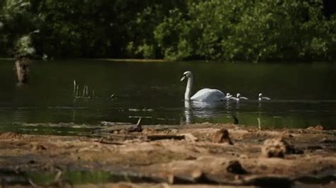 Swans Pond GIF - Swans Pond Water - Discover & Share GIFs