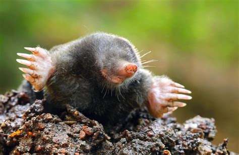 What You Need To Know About The Mole, An Important Chemistry Idea