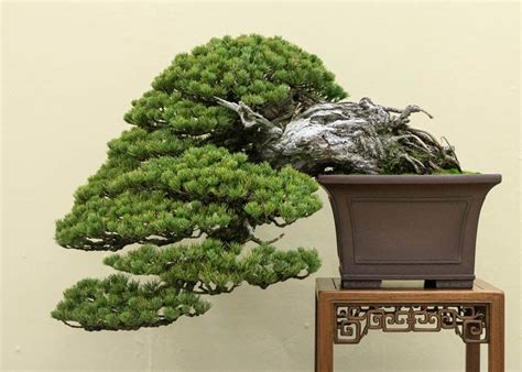 Care guide for Pine Bonsai species (Pinus) - Bonsai Empire