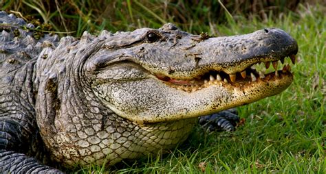 Fascinating Facts About the American Alligator [INFOGRAPHIC]