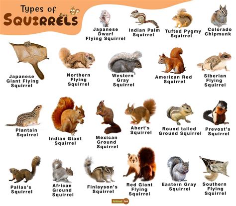 Squirrel Facts, Types, Diet, Lifespan, Habitat, Behavior in 2022 | Squirrel species, Squirrel ...