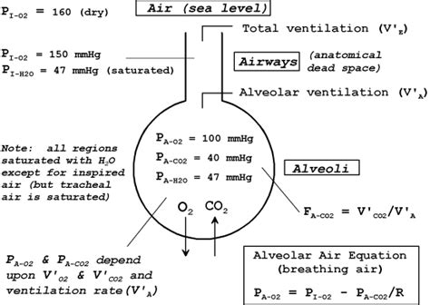 alveolar gas equation | RESPIRATION PHYSIOLOGY: ALVEOLAR GAS EXCHANGE -- Quantitative ...