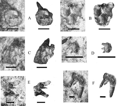 Teeth of the xenacanth shark Orthacanthus cf. O. donneljohnsi from... | Download Scientific Diagram