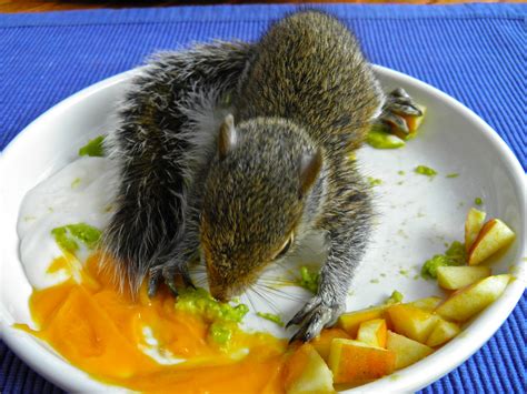 From Captain's Daughter to Army Mom: Baby squirrel rescue update!