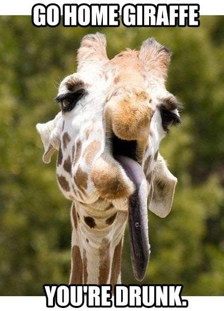 33 Very Funny Giraffe Memes Images, Gifs, Graphics & Photos | Picsmine