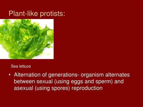 PPT - Protists and Fungi PowerPoint Presentation - ID:4320429