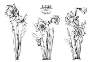 Daffodil Vector Art, Icons, and Graphics for Free Download