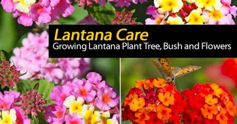 Lantana Plant: How To Grow and Care For Lantana Flowers