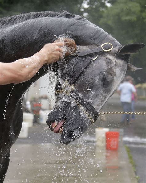 AP Triple Crown Horse Racing