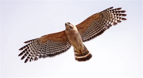 7 Species of Hawk in Kentucky - Bird Advisors