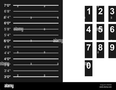 Police height chart with suspect numbers in vector set Stock Vector ...