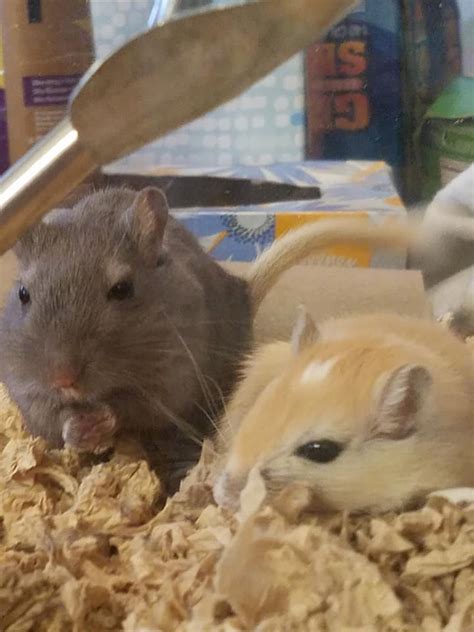 New Gerbil Breeding Pair | Gerbil Hub