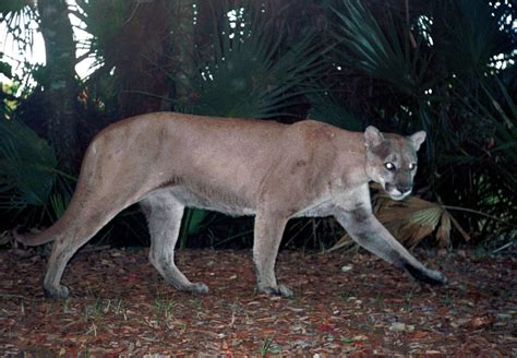 Florida Panther | Audubon Corkscrew Swamp Sanctuary