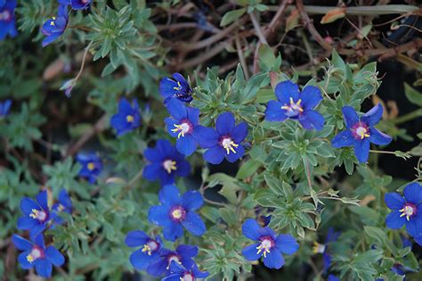 Angie Blue Pimpernel (Anagallis monelli 'Angie Blue') in Boston Hopkinton Chelmsford Hingham ...