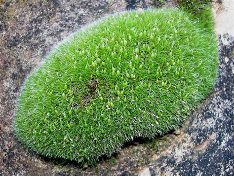 What is a bryophyte? - bryophyte