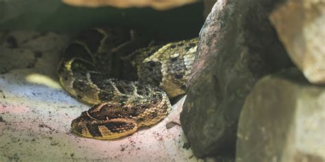 Puff adder | Smithsonian's National Zoo