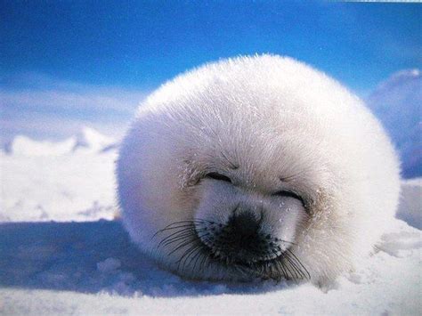 Community Post: 17 Peaceful Pics Of Sleeping Harp Seals That Will Relieve Your Stress Harp Seal ...