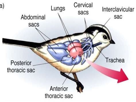 Diagram Of Airflow Through The Avian Respiratory System Bird