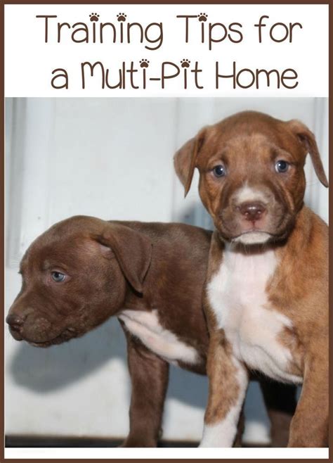 Today, Pitbull Puppy Training Tips talks about raising more than one ...