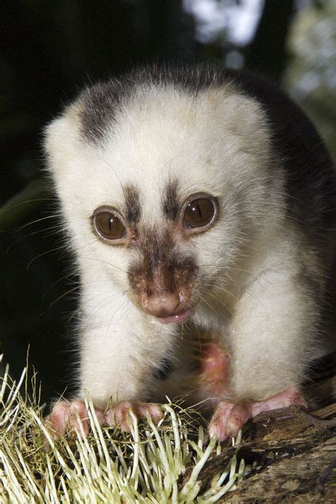 Spilocuscus maculatus, Common spotted cuscus juvenile female captive ...