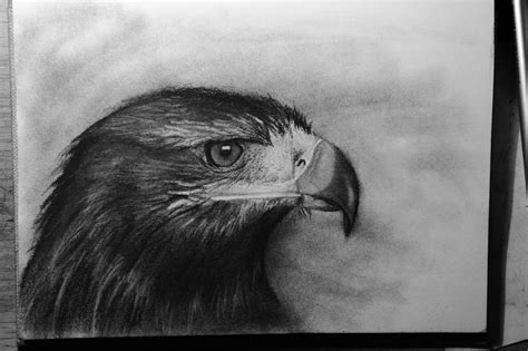 Golden Eagle Sketch at PaintingValley.com | Explore collection of ...