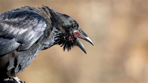 Crows Beat Ravens by Being More Aggressive