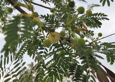 Vachellia nilotica,Acacia nilotica,Babul/Kikar,Acacia arabica,کیکر