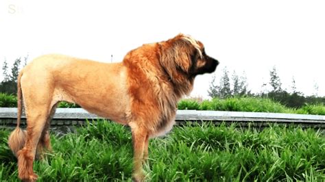 7 Dogs That Look Like Lions - PetHelpful