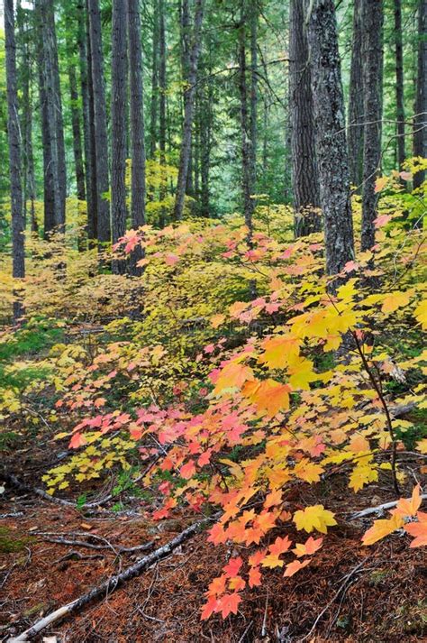 Fall Colors in North Cascades National Park Stock Image - Image of cascades, tree: 11339773