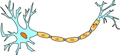 Neuron Clip Art, Transparent PNG Clipart Images Free Download - Clip ...