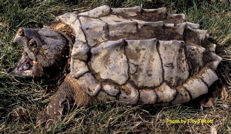 Alligator Snapping Turtle | State of Tennessee, Wildlife Resources Agency