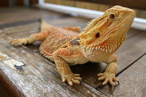 Bearded Dragon: An Ideal Pet for You and Your Family