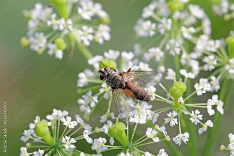 Tachinid fly (Tachinidae sp). Parasitoids of other insects. The larvae ...