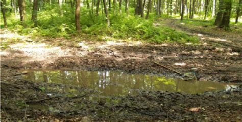 A typical alpine newt breeding site at the Tunel locality. | Download ...