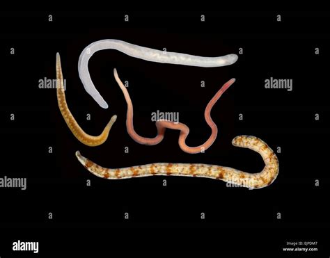 Nemertean worms - phylum nemertea Stock Photo - Alamy