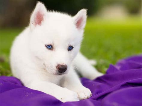 Husky Puppies White With Blue Eyes | PETSIDI