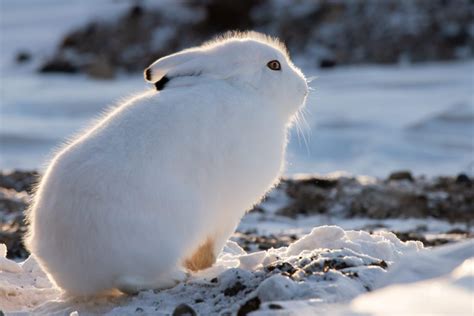 Lovely Tundra Animals – The Canadian animal Arctic Life - Travel your way | Best things to do ...