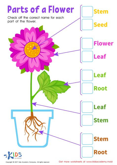 Parts Flower Printable: Free Worksheet PDF for Kids