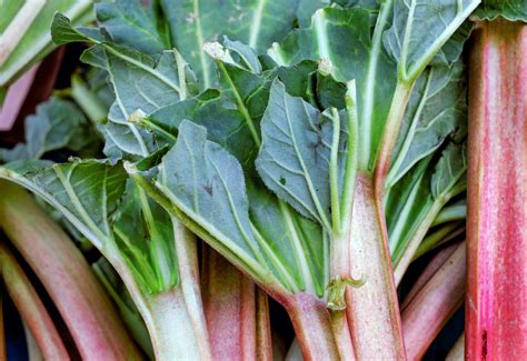 Free Images : fruit, food, green, red, produce, garden, rhubarb, radish, leaves, frisch, chard ...