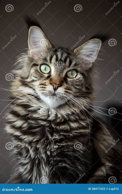 Portrait of a cat. stock photo. Image of background, portrait - 38477222