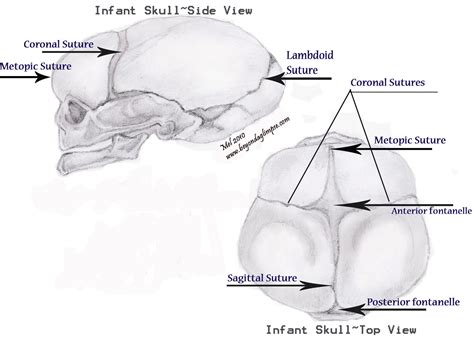 Craniosynostosis & other ramblings: What Is Craniosynostosis?