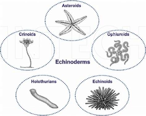 Echinoderms Characteristics