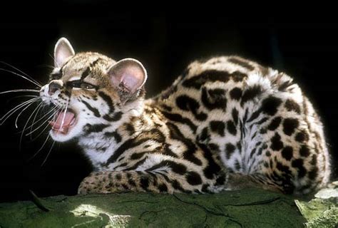 Margay – cat with gorgeous eyes | DinoAnimals.com