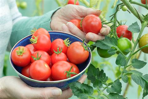 When to harvest tomatoes: for the tastiest fruit