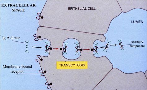 transcytosis | ||nursing | Map, Study, Anatomy